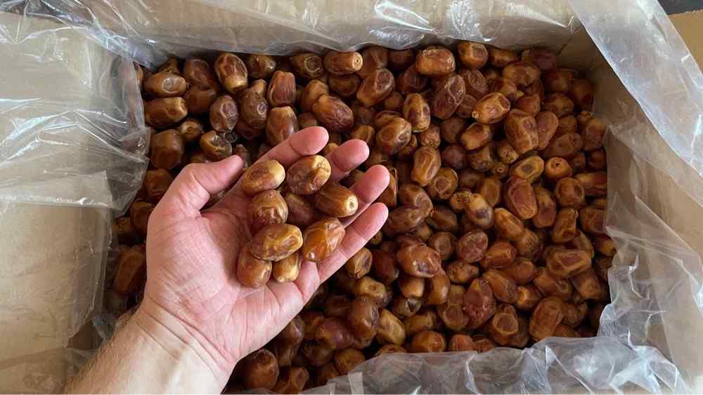 خرما زاهدی کارتونی با چیدمان منظم برای عرضه عمده خرما